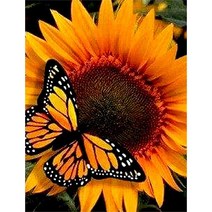 세진 DIY 보석십자수 3D 72가지 신제품 새로운 취미생활 보석 십자수 보석십자수, 34x44 리얼 해바라기, 1세트