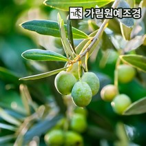 올리브나무 유실수 정원수 가림원예조경, 아르베키나 삽목2년포트(2개세트) 자가수정