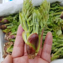 매일채취 청정 백운산 자연산 참두릅 1kg 내외 4월3일 첫출고예정, 1box