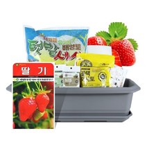월드가드닝 집에서길러먹는유기농채소-딸기텃밭세트9종분갈이흙 배양토 세척마사토 마사토 블랙마사토 텃밭세트 씨앗키우기 베란다텃밭 텃밭키우기 옥상텃밭 씨앗 쌈채소 씨앗키우기세트 대파키우기 잎채소 베란다텃밭키우기 베란다텃밭세트 상추텃밭세트