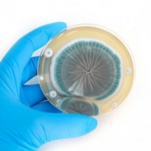 곰팡이 (진균류), 누룩곰팡이