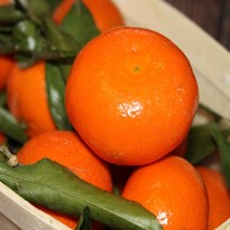 [특등급] 감귤3KG 밀감 귤 제주밀감 제주귤 귤 감귤 제주감귤체험 타이벡감귤 감귤체험 제주도귤체험 타이백감귤 비가림귤 제주귤 제주귤체험 귤따기체험 제주, 3KG