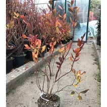 블루베리묘목 결실주 금강원예, 첸티클리어 결실주(4년생)