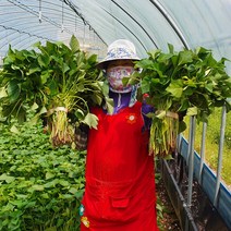[당일발송] 해남 꿀 고구마모종 10kg 종순 싹 줄기 호박 고구마순 3kg 5kg 주말농장