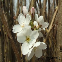 [가산원예조경] 왕벚나무묘목 접목1년특묘 5주묶음