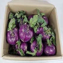 콜라비 제주도 콜라비 15kg 박스 발품장터