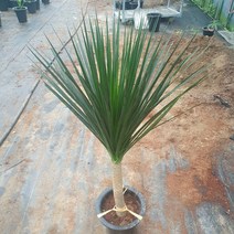 [나인에잇틴]신종드라코 대품 499, 1개