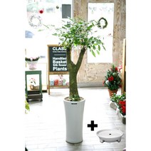 이레카야자 아레카야자 야레카야자 당일 배송 배달 개업 화분 실내 공기 정화식물 미세먼지 동양란 서양란 승진축하 인사이동 뱅갈 고무나무 스투키 금전수 꽃집 전국 꽃배달 집들이 선물, 행복나무흰분(약150센치)+서랍식물받침