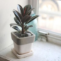 공기정화식물 고무나무 3총사 사각미니화분 멜라니고무나무 테라코타 사각화분, 옵션선택