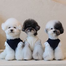 에덴숑 더블 레이어 프릴 탑 2color 강아지니트 명품강아지옷, 크림