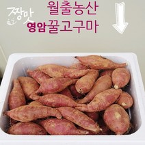 영암꿀고구마 10kg 호박고구마10kg 농장직거래 아이스박스 발송 꿀고구마 10kg 월출농산 영암 꿀고구마 10kg 고구마 10kg, 1.꿀고구마왕왕(왕)특대, 1개