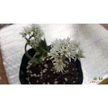 돌단풍 20주