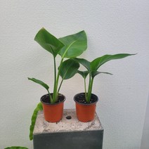 무배 1개발송 여인초 극락조 소품 15-30cm 59