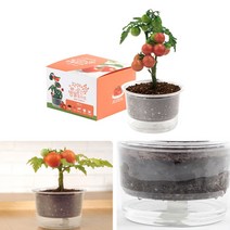 GO2shop GO2shop_ 자연관찰학습 과학실험교구 탁상용화분 화분만들기 봉선화키우기, ★선택* 자동물공급 삼투압화분 방울토마토씨앗 흙 세트, 이제품주문★