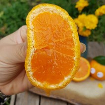 첫 출하!! 제주 카라향 1.5kg 2.5kg 3.5kg(선물용) 나른한 봄을 깨우는 싱그러운 과즙이 팡팡!!, 제주카라향 1.5kg(10-14수  선물용)