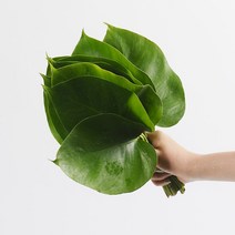 [로즈온리] 몬스테라 한단 생화택배