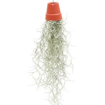 실내공기정화식물 틸란드시아 이오난사 디시디아 행잉플랜트, 08.수염틸란, 01.틸란드시아