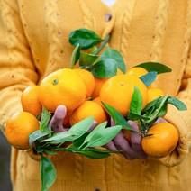 제주 감귤 밀감 귤 대과 로얄과 5kg 10kg, 로얄과 10kg, 1개