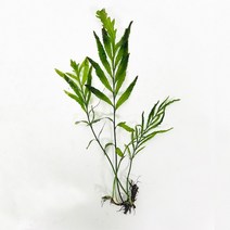 수초 볼비티스(10~20cm) 1촉