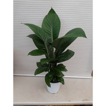 스파트필름/공기정화식물/중품