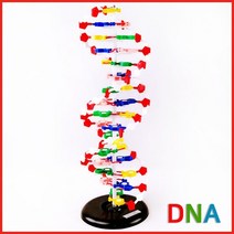 DNA모형mdd011 이중나선구조 인체모형 과학교구 메디케어팜