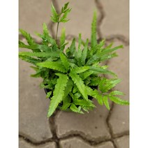 웸세티고사리 수입고사리 소품 10-25CM 36, 1개