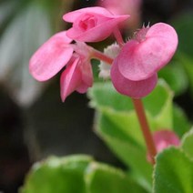 꽃모종 /팝콘베고니아 10cm포트/2개 Y124
