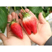 논산 설향 금실 딸기 킹스베리 400g 800g 선물세트, 금실딸기, 특/24~30과 (750g)
