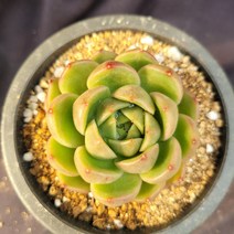 [메카다육]56-1103 젤리(에케베리아) 화분포함 다육식물 선인장 다육금 다육철화 두들레야 아프리카식물 코노피튬 하월시아 수입다육이 국민이, 1개