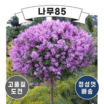 (나무85) 왜성향기라일락 7치 포트, 3.다크퍼플 5치 포트