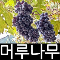 개량머루/머루/묘목/삽목/결실주/4년/1주/도시농부