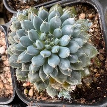 [올식스] 룬데리 다육식물 국민다육이 공기정화식물 개업화분