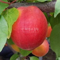 자연농원 샤이니 (플럼코트~자두+살구 퓨전과수 )묘목 최소구매 2개, 심포니(자두+살구 )