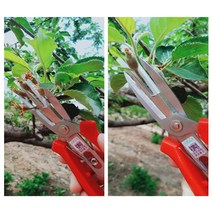 [B1P] 적과용 가위 농장 과수원 과일 솎음가위 꽃 / 적과용가위 농장가위 과수원가위 과일솎음가위 꽃솎음가위 ( B1P / 30102EA ), 본상품선택