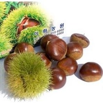 이화농원 공주 정안알밤(대)4kg(2022년 햇밤)