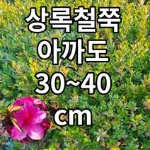 상록철쭉 아까도 철쭉마켓 철쭉 묘목 꽃 나무 영산홍 연산홍 베니 정원 마당 조경수 정원수 울타리 화목류 철죽 농원 울타리, 상록철쭉 아까도 30~40CM전후묘목