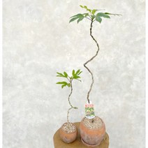 황칠나무 키우기 S자 수형 선이 고운 거실 인테리어 실내 화초 식물 카페 개업축하 화분, 대품 S자 황칠나무 (시멘트색화분)