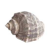 소라껍데기 장식품 - 조개껍질 어항꾸미기