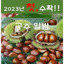 23년햇공주밤 (특) / (대) 2.1kg ~ 8.4kg (9월 4일 부터 순차 발송), 1개