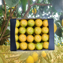 제주 가정용 하우스 감귤 프리미엄과 서귀포 제철 귤 비가림 가정용 선물세트, 프리미엄 소과(S) x (30~40과) x 2.5kg, 1개