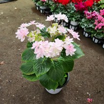 식물사랑꽃농원 댄스파티수국 별수국