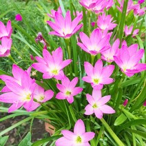 시즌플라워 [초화류]제피란사스(샤프란)-핑크(미니종)