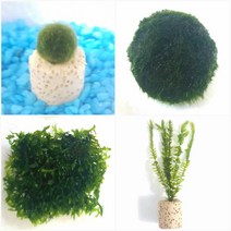 마리모모스볼프리미엄버드나무 초보음성수초키우기, 4번 버드나무모스 링포트 5cm 5촉