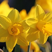 [모든원예조경] 수선화 구근 (마리에케) 1구 수선화모종