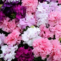 [씨앗]페츄니아(더블)-케스케이드 혼합 20립