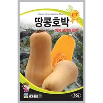 땅콩호박 씨앗 10립 항암성분이 호박중에 제일 좋은 땅콩모양의 열매 세계종묘, 1개