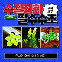 [수초킹] 수질정화 필수수초 3종세트 15촉 / 구피 새우 치어 치비 알풀 알비노풀레드 물고기 백탁 환수 물잡이 물갈이 수질개선 열대어 crs 부상수초 붕어마름 물배추, 3종 10촉(피시티아3촉+마츠모3촉+살비니아나탄스4촉)