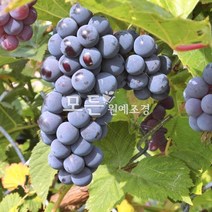 [모든원예조경] 포도나무 묘목 (거봉) 삽목1년생 포도묘목 과수 유실수, 1개