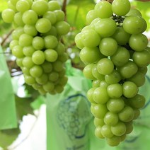 샤인머스켓묘목 청포도나무 샤인머스켓포도나무