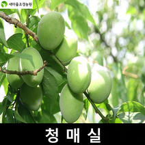 매실나무 청매실나무묘목 매실나무묘목 약나무 조경수 꽃나무 과일나무, 1개